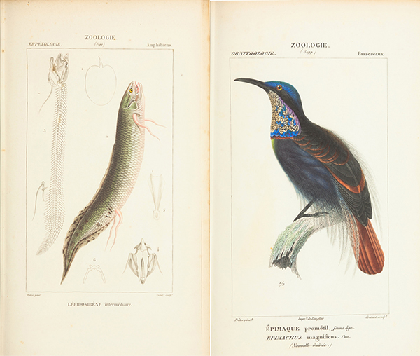 Atlas de Zoologie: ou Collection de 100 Planches