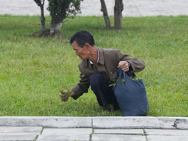 Un uomo raccoglie erba da mangiare in Corea del Nord