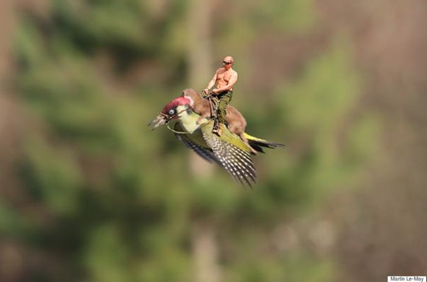 La foto di una donnola che attacca un picchio in volo cavalcati da Putin