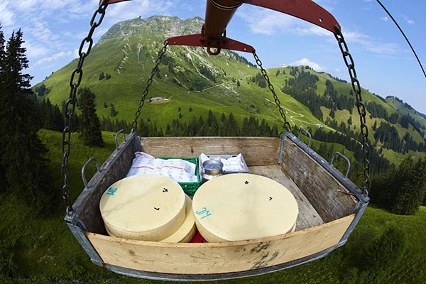 Trasporto del formaggio svizzero