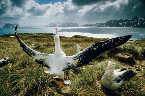Albatross sull'isola South Georgia
