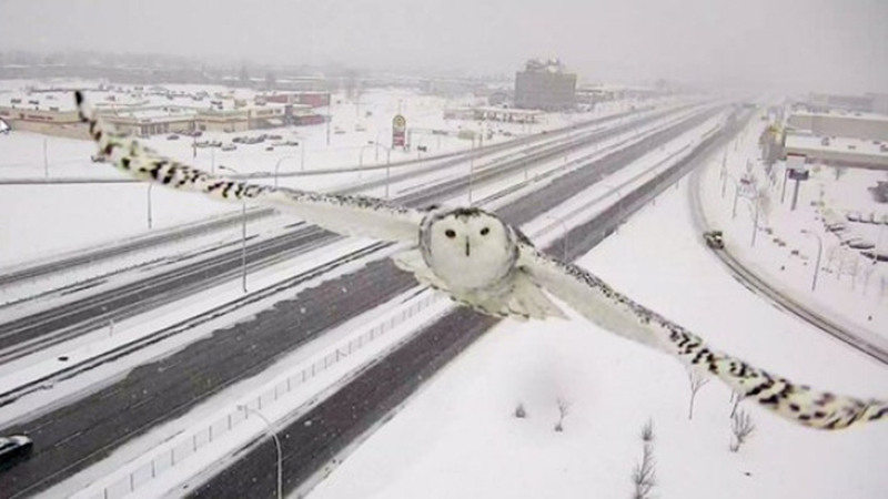 Un gufo delle nevi ripreso da una telecamera autostradale