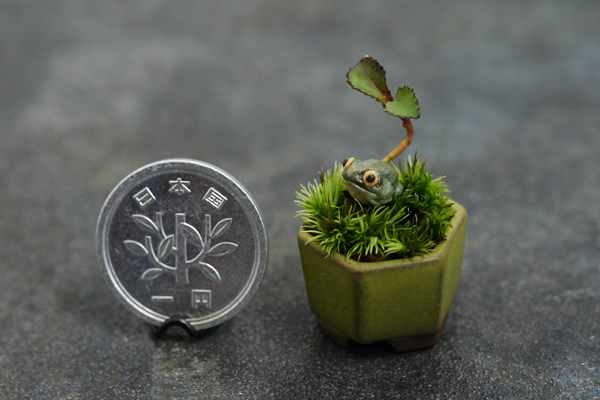 Un mini bonsai