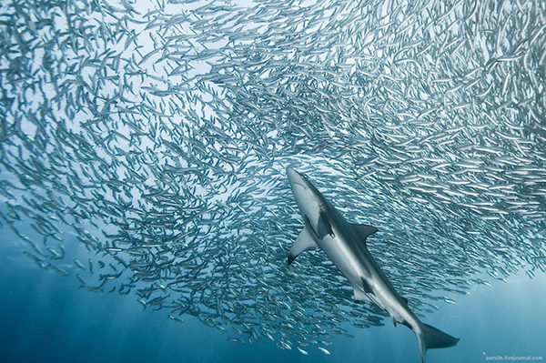 Un banco di sardine e uno squalo