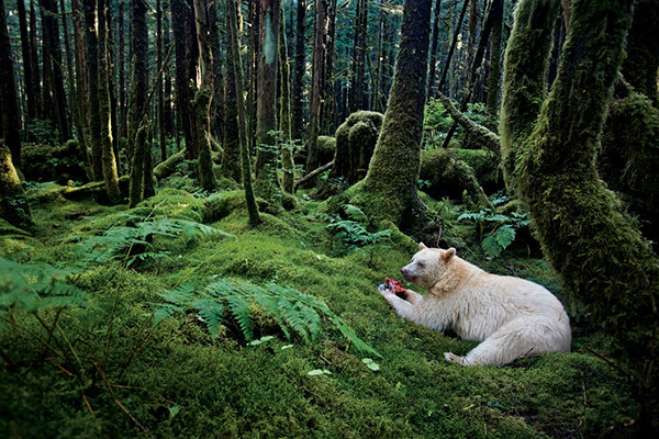 Un orso albino in Canada