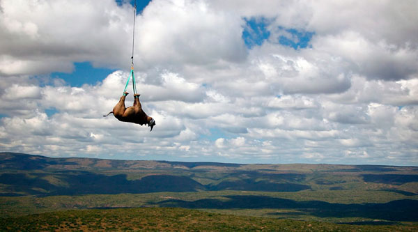 Un rinoceronte in volo sul Sud Africa.