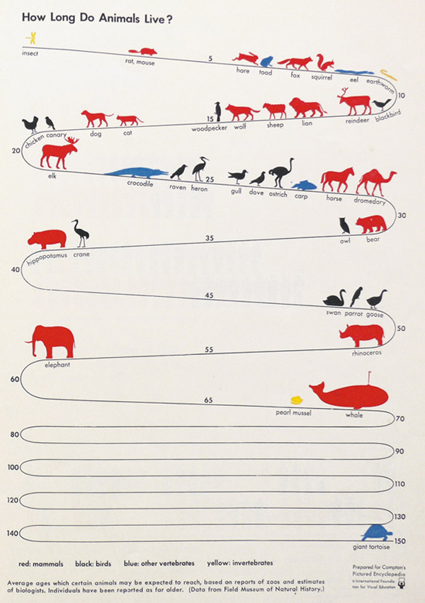 Infografica sull'aspettativa di vita degli animali