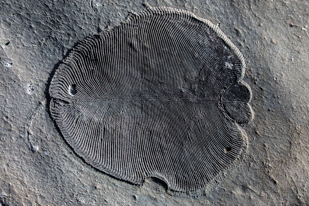 Fossile di Dickinsonia