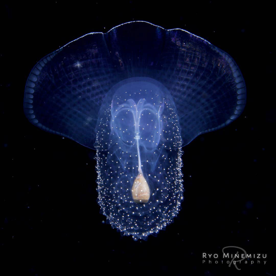 Plancton fotografato da Ryo Minemizu