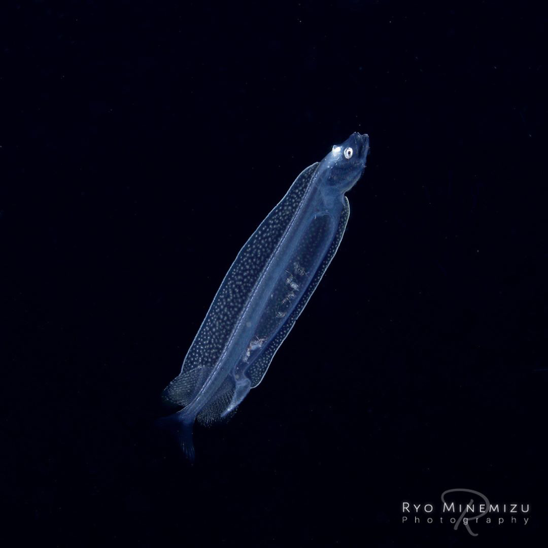 Plancton fotografato da Ryo Minemizu