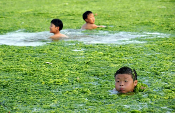 L'arenile di Quingdao invaso dalle alghe