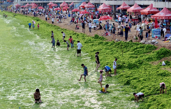 L'arenile di Quingdao invaso dalle alghe