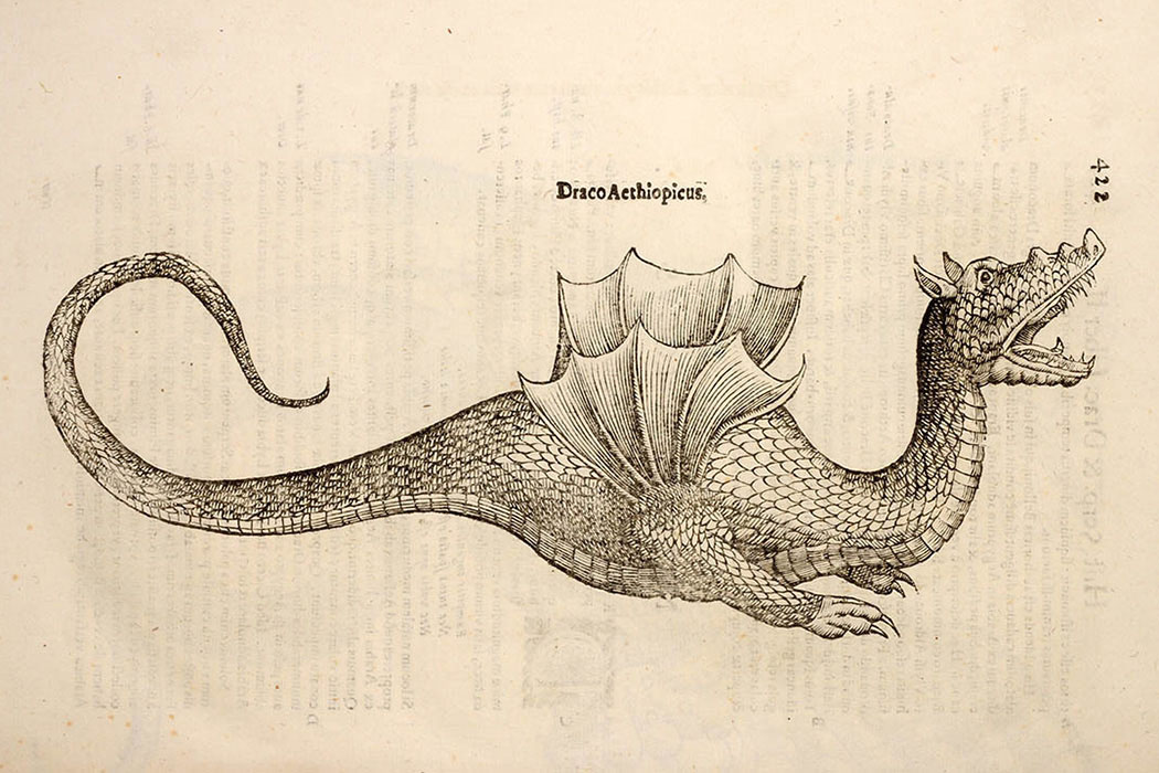 Illustrazione di un drago di Ulisse Aldrovandi